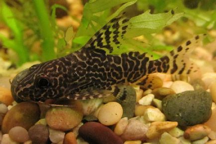 Сом синодонтис еуптерус (synodontis eupterus)