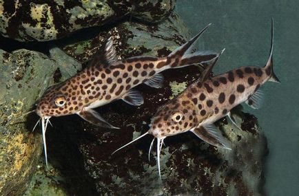 Synodontis harcsa fajok, leírás és a tartalom