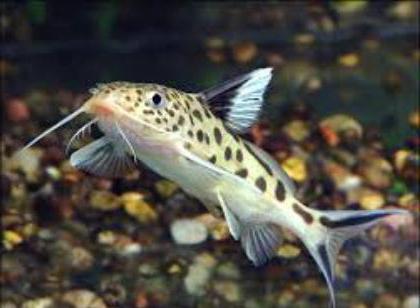 Synodontis harcsa fajok, leírás és a tartalom