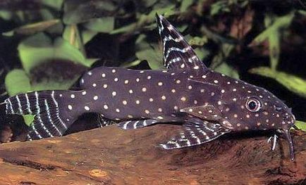 Synodontis harcsa fajok, leírás és a tartalom