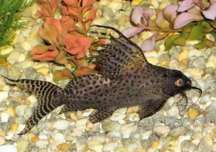 Synodontis harcsa fajok, leírás és a tartalom