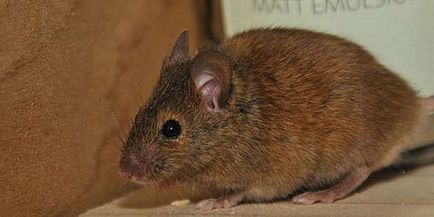 Dream Interpretarea mouse-ului în casă Ce visele de mouse-ul într-o casă într-un vis