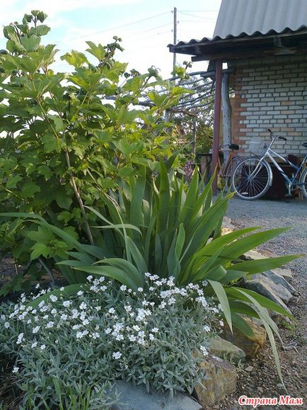 Vecini grădina iris, grădina de legume - țara-mamă