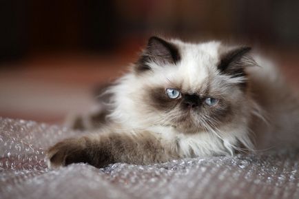 Lista celor mai scumpe rase de pisici, alaturi de noi