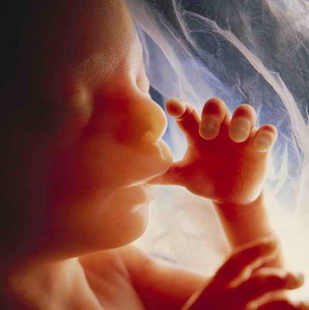 Etape de dezvoltare a embrionului uman în săptămâni