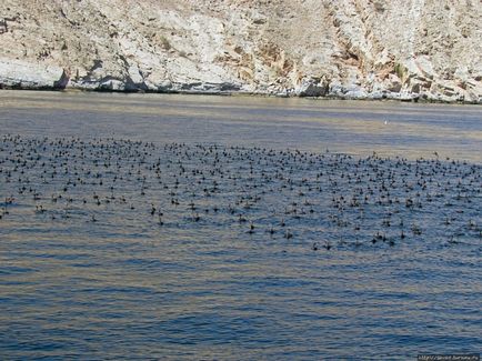 Excursie cu barca de-a lungul Peninsulei Musandam