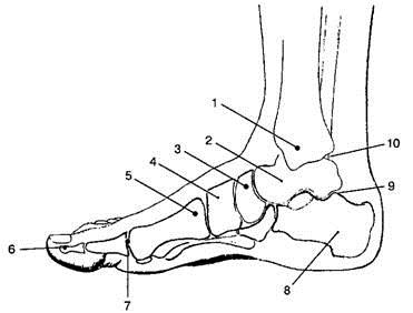 Stopa- a fő támogató, yogaterapiya