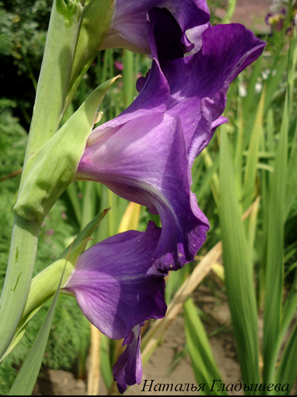 Будова гладіолуса, vortex flowers