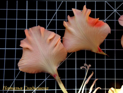 Будова гладіолуса, vortex flowers