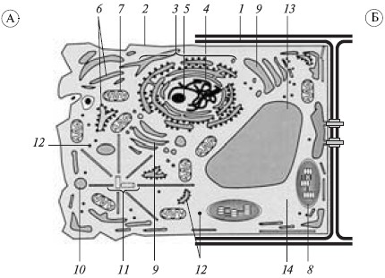 Structura celulei - geo geografică