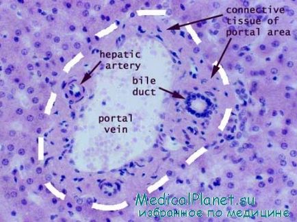 Будова кровопостачання печінки