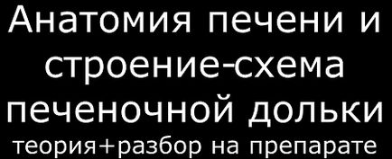 Будова кровопостачання печінки