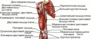 Будова плечового суглоба анатомія