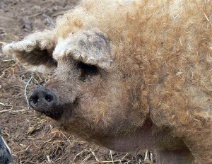 Porcii din BBQ reproduc fotografii, clipuri video și comentarii despre conținut