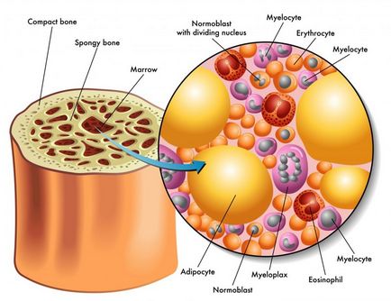 Secretele transplantologilor negri