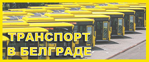 Тенісист Новак Джокович і його наречена елена Рістіч чекають дитину, jugoslovo