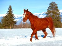 Тести ваша кінь правша чи лівша, тести про коней, ваша коня правша чи лівша, що