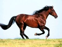 Testează calul tău cu mâna dreaptă sau stânga, testează despre cai, calul tău este dreptaci sau stângaci, că