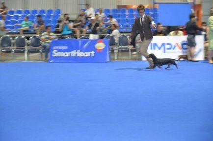 Thailand international dog show 2015 june 25 - 28, 2015 - результати кінологічних заходів -