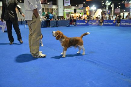 Thailand international dog show 2015 june 25 - 28, 2015 - результати кінологічних заходів -