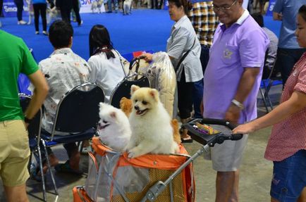 Thailand international dog show 2015 june 25 - 28, 2015 - результати кінологічних заходів -