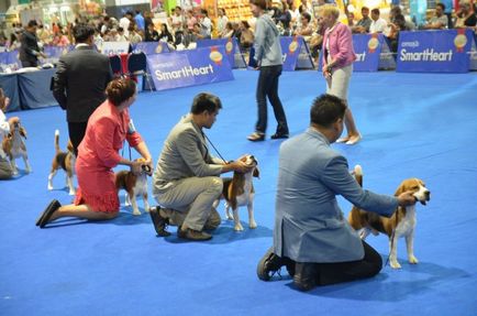 Thailand international dog show 2015 june 25 - 28, 2015 - результати кінологічних заходів -