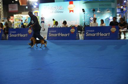 Thailand international dog show 2015 june 25 - 28, 2015 - результати кінологічних заходів -