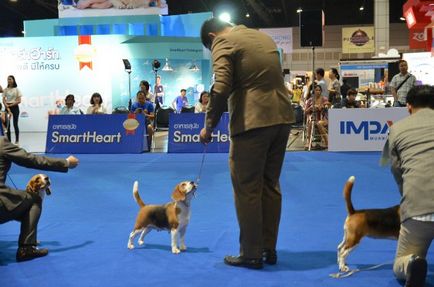 Thailand international dog show 2015 june 25 - 28, 2015 - результати кінологічних заходів -