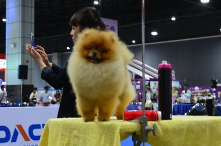 Thailand international dog show 2015 june 25 - 28, 2015 - результати кінологічних заходів -