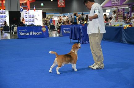 Thailand international dog show 2015 june 25 - 28, 2015 - результати кінологічних заходів -