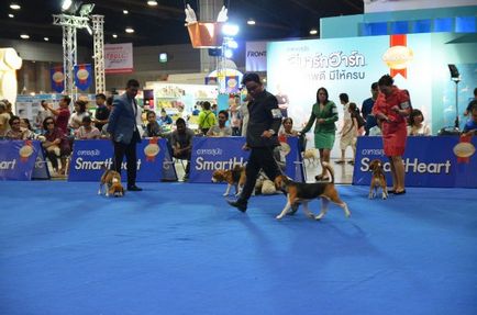 Thailand international dog show 2015 june 25 - 28, 2015 - результати кінологічних заходів -