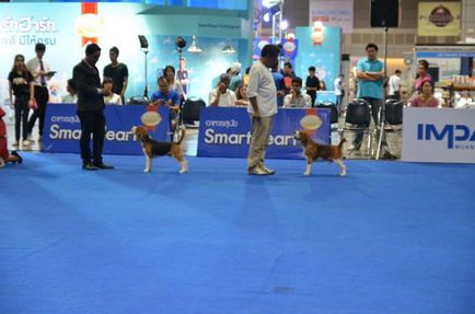 Thailand international dog show 2015 june 25 - 28, 2015 - результати кінологічних заходів -