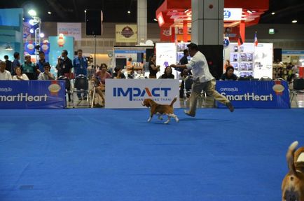 Thailand international dog show 2015 june 25 - 28, 2015 - результати кінологічних заходів -