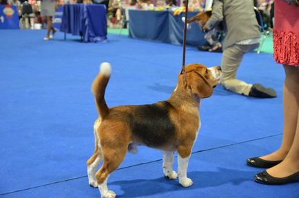 Thailand international dog show 2015 june 25 - 28, 2015 - результати кінологічних заходів -