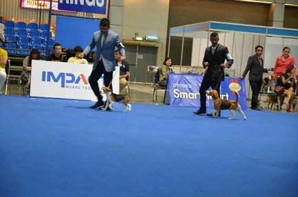 Thailand international dog show 2015 june 25 - 28, 2015 - результати кінологічних заходів -