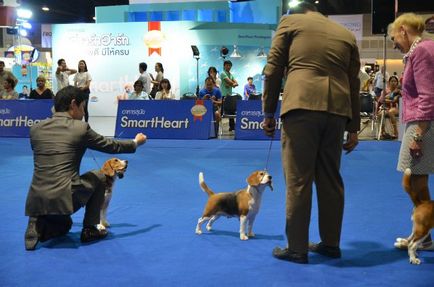 Thailand international dog show 2015 june 25 - 28, 2015 - результати кінологічних заходів -