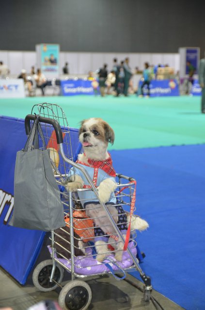 Thailand international dog show 2015 june 25 - 28, 2015 - результати кінологічних заходів -