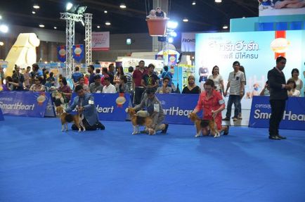 Thailand international dog show 2015 june 25 - 28, 2015 - результати кінологічних заходів -