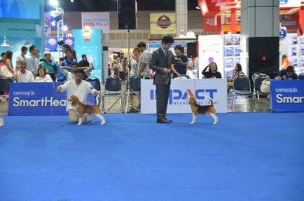 Thailand international dog show 2015 june 25 - 28, 2015 - результати кінологічних заходів -