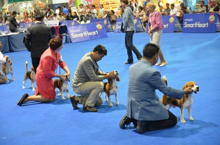 Thailand international dog show 2015 june 25 - 28, 2015 - результати кінологічних заходів -