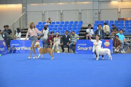 Thailand international dog show 2015 june 25 - 28, 2015 - результати кінологічних заходів -