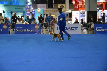 Thailand international dog show 2015 june 25 - 28, 2015 - результати кінологічних заходів -