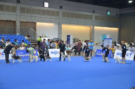 Thailand international dog show 2015 june 25 - 28, 2015 - результати кінологічних заходів -