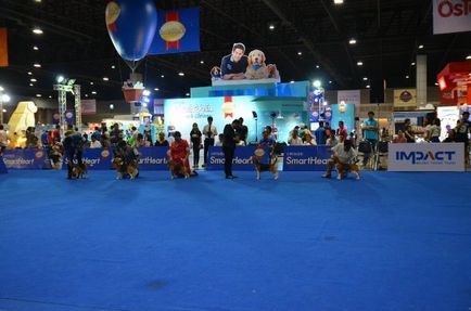 Thailand international dog show 2015 june 25 - 28, 2015 - результати кінологічних заходів -