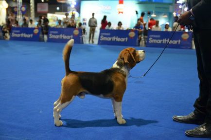 Thailand international dog show 2015 june 25 - 28, 2015 - результати кінологічних заходів -