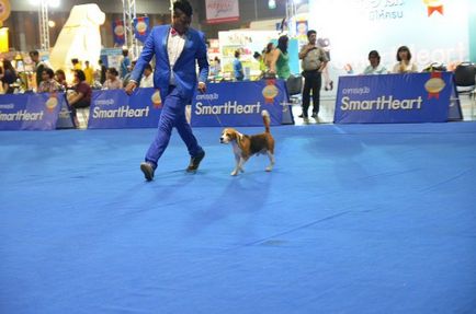 Thailand international dog show 2015 june 25 - 28, 2015 - результати кінологічних заходів -