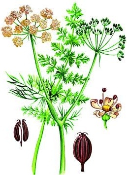 Cimbru și chimion - plante identice sau diferite
