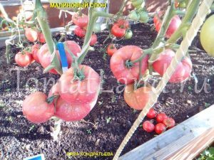 Tomato crimson elephant descrierea mărcii, recenzii, fotografii