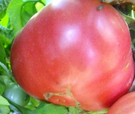 Tomat roz roz - descriere și caracteristici ale soiului