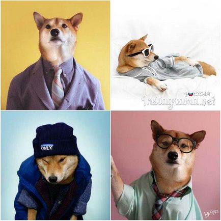 Top 10 cele mai populare animale din instagram - fotografii populare și oameni în instagram